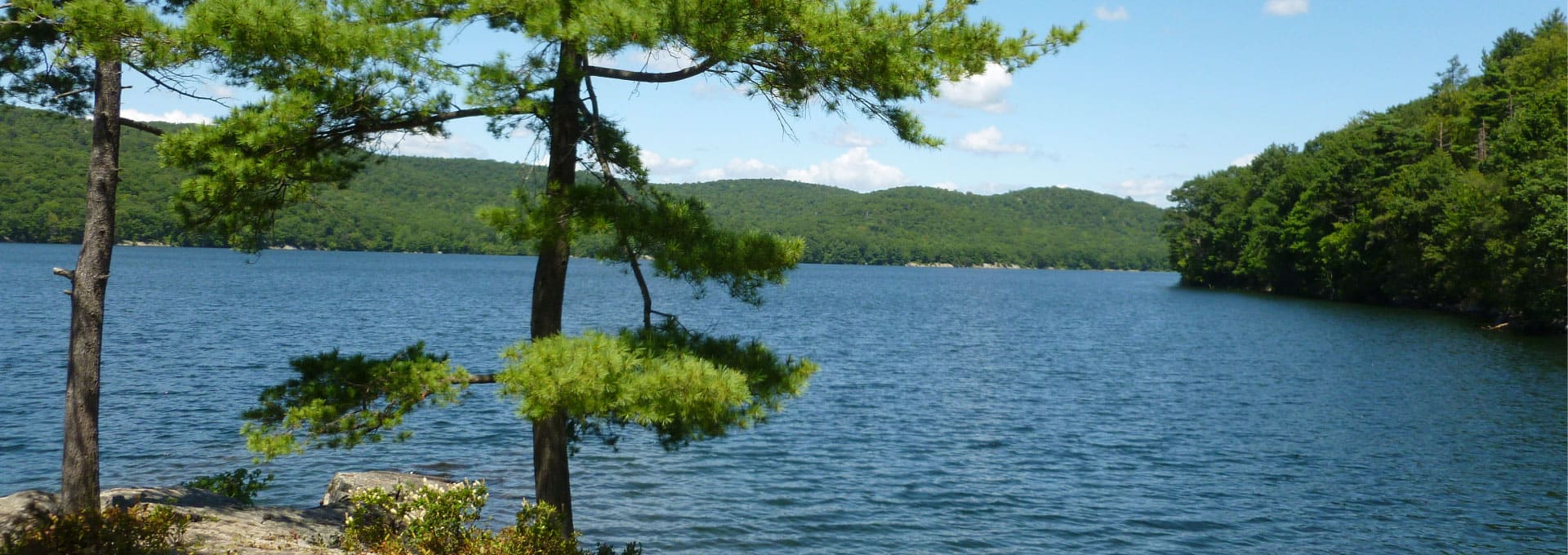 Lake in summer