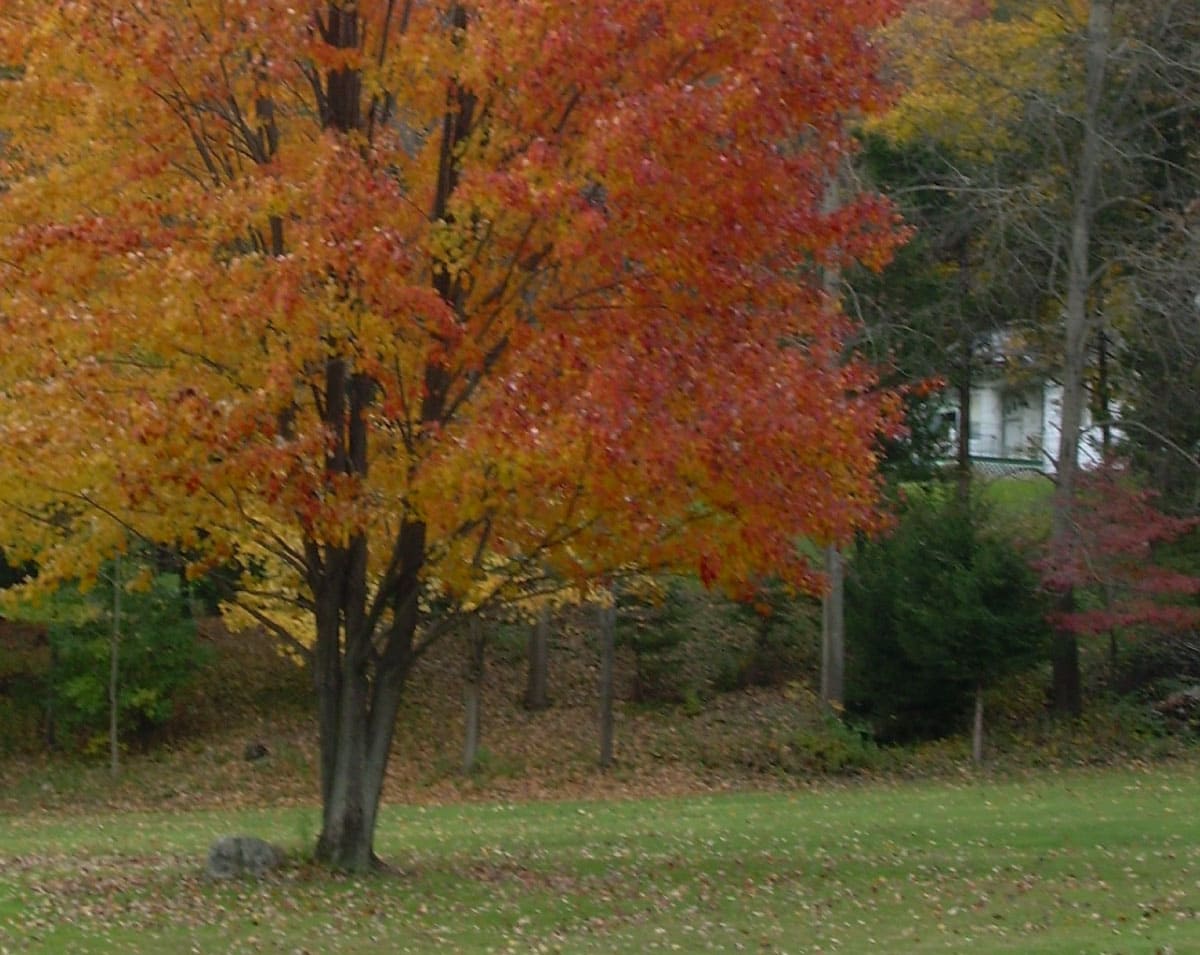 Tree in fall