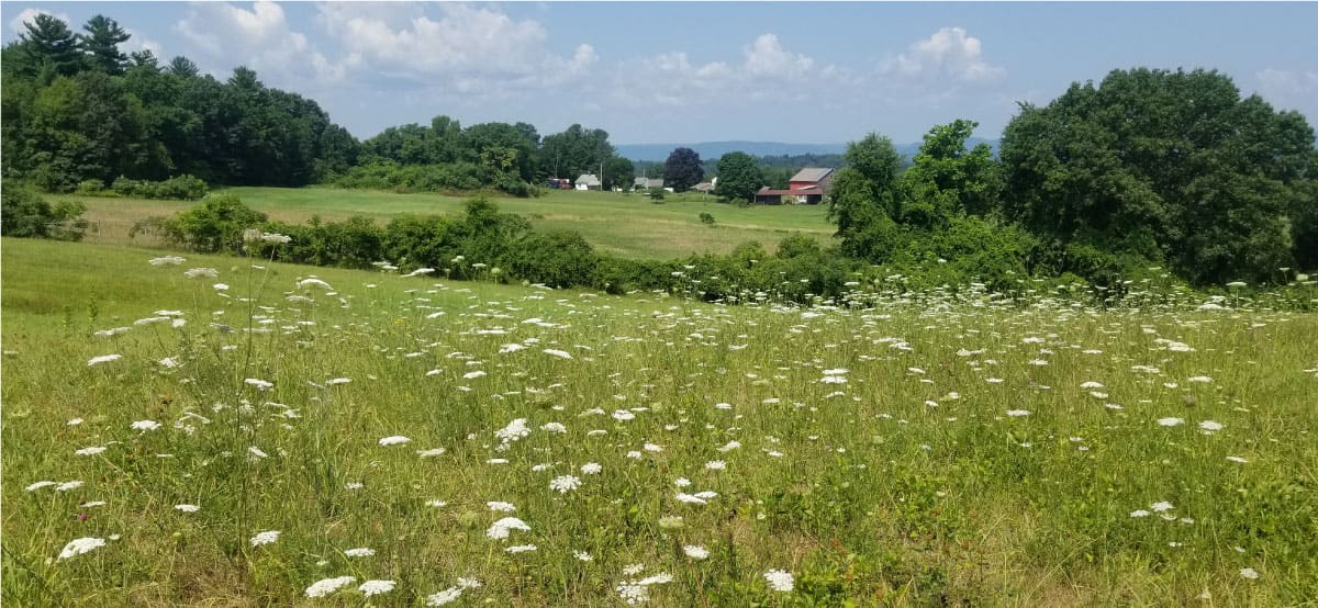 Countryside view from the NET Section 2