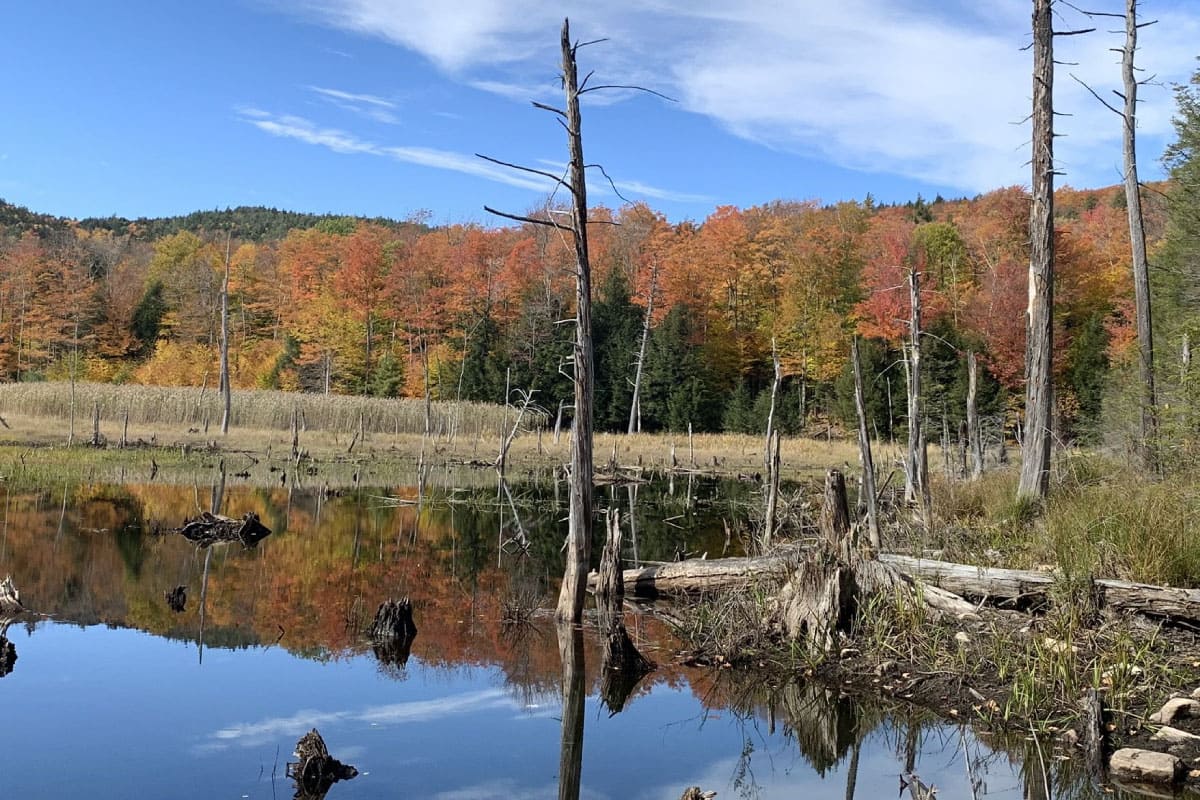 Dead trees